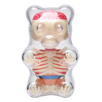 4D Master Gummi Bear Anatomy Model